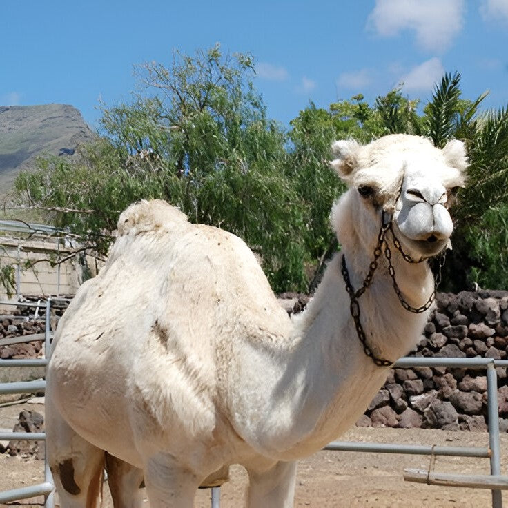 Camel Park