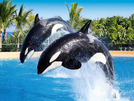 Loro Parque + Transfer Express